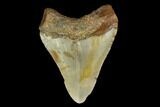 Fossil Megalodon Tooth - North Carolina #131592-2